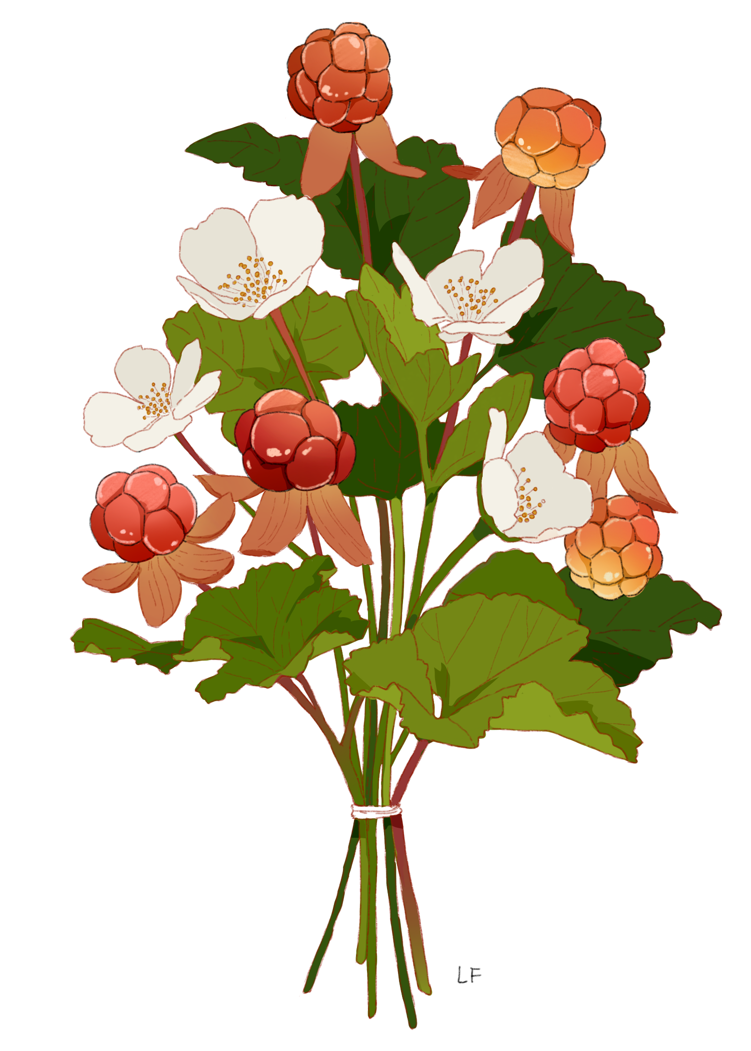 a bouquet of cloudberries